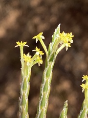 Struthiola leptantha