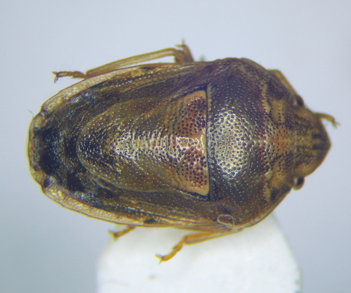 Neottiglossa leporina