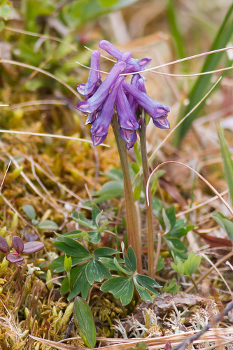 fewflower fumewort (Corydalis pauciflora)