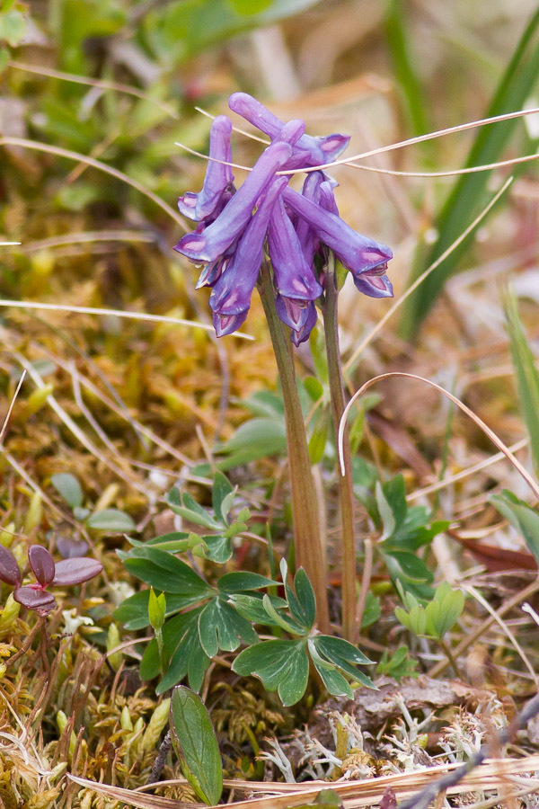 Corydalis pauciflora