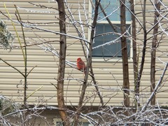 Cardinalis cardinalis