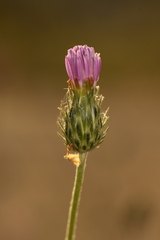 Carduus argentatus