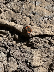Vanessa vulcania