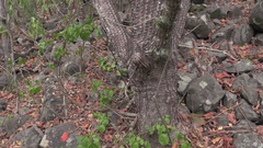 Cephalocereus scoparius