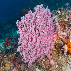 Siphonogorgia godeffroyi