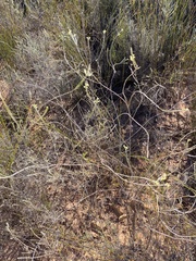 Struthiola leptantha