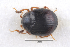 Aspidiphorus orbiculatus