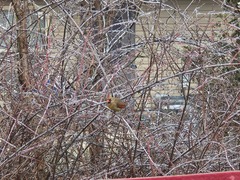 Cardinalis cardinalis