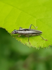 Navomorpha sulcata