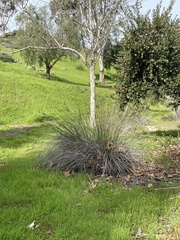 Juncus acutus leopoldii