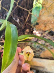 Maxillaria egertoniana