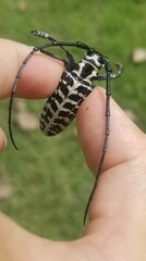 Plectrodera scalator