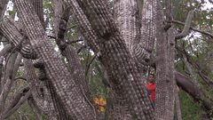 Cephalocereus scoparius