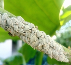 Metcalfiella