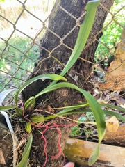 Maxillaria egertoniana