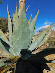 Agave azurea