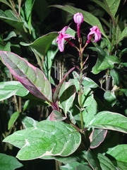 Pseuderanthemum carruthersii