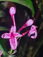 Pseuderanthemum carruthersii