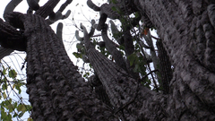 Cephalocereus scoparius