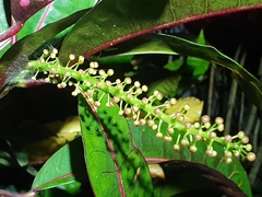 Pseuderanthemum carruthersii