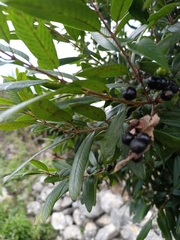 Karwinskia humboldtiana
