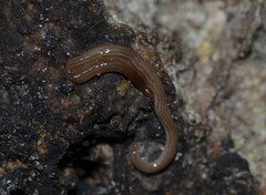 Geoplanidae