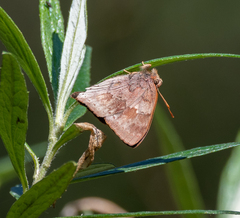 Euselasia thucydides