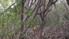 Cephalocereus scoparius