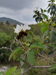 Cordia boissieri
