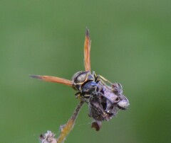 Pachodynerus nasidens