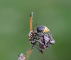 Pachodynerus nasidens