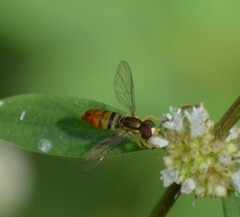 Toxomerus floralis