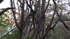 Cephalocereus scoparius
