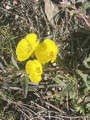 Camissoniopsis
