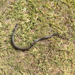 Amplorhinus multimaculatus