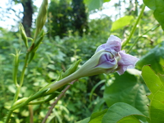 Ipomoea muricata