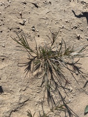 Oligomeris linifolia