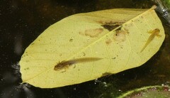 Pleurodelinae
