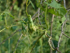 Ipomoea muricata