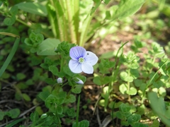 Veronica filiformis