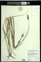 Carex sartwellii