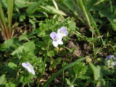 Veronica filiformis