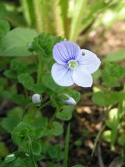 Veronica filiformis