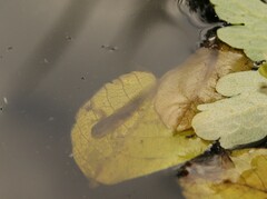 Pleurodelinae
