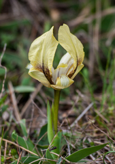 Iris suaveolens