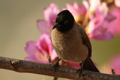 Pycnonotus xanthopygos