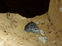 Triphosa dubitata