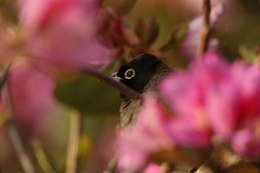 Pycnonotus xanthopygos