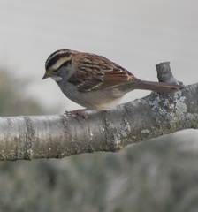 Zonotrichia albicollis