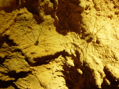 Amilenus aurantiacus